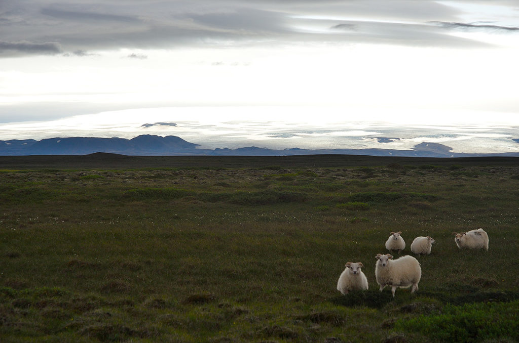 Moutons en Islande