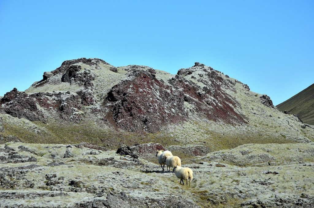 Moutons en Islande
