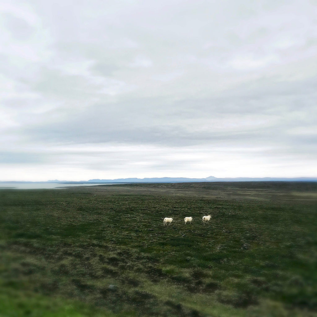 Moutons en Islande