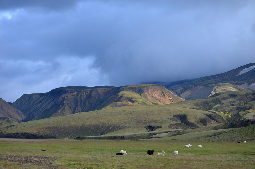 Moutons en Islande